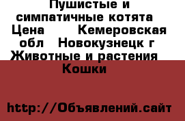 Пушистые и симпатичные котята › Цена ­ 1 - Кемеровская обл., Новокузнецк г. Животные и растения » Кошки   